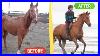 9_Years_With_My_Rescue_Horse_Problem_Horse_To_Beginner_Safe_01_pqh