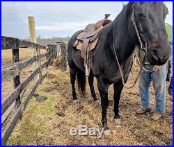 Brisbane Roughout Trail Saddle with Horn