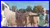 Choosing_The_Right_Saddle_Pad_Size_U0026_Thickness_Western_Saddle_Pad_Guide_01_rju