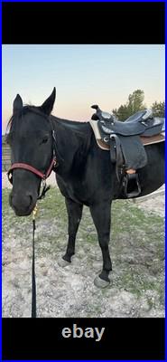 Dale Chavez Black 16 Show Saddle