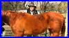 Horses_With_High_Withers_Stall13_Com_Videos_01_ica