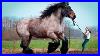 Look_What_The_World_S_Largest_Horse_Is_Capable_Of_01_qnv