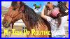 My_Tack_Up_Routine_How_To_Saddle_My_Horse_Collab_With_Simply_Hal_01_inta