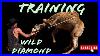 Training_Wild_Diamond_To_Take_A_Saddle_01_viuj