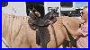 Updated_Tutorial_How_To_Check_Your_Saddle_Fit_At_Home_Easy_Accurate_U0026_Horse_Approved_01_gr